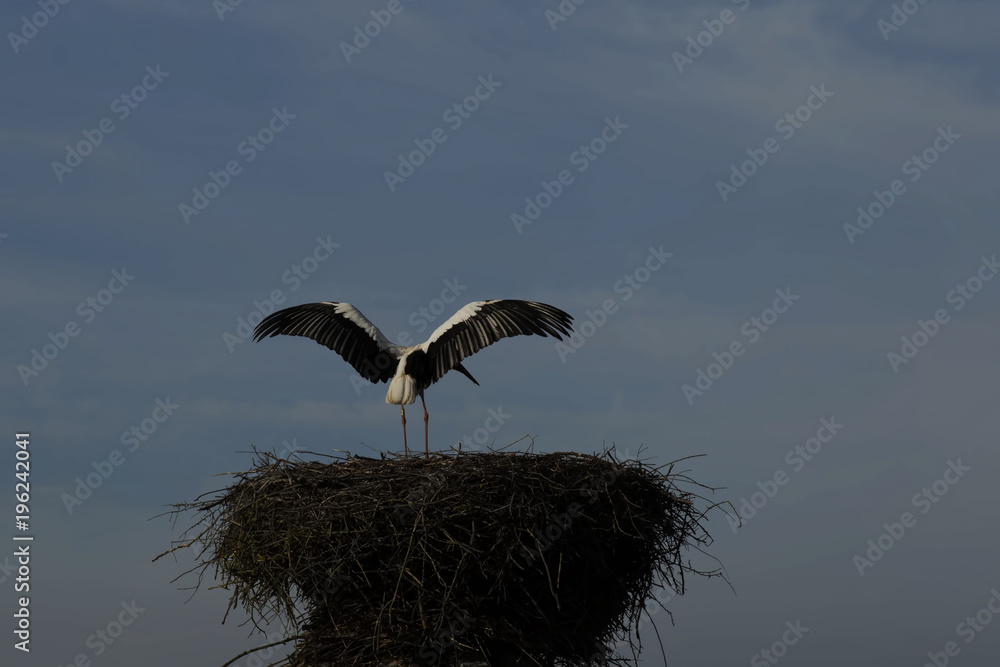 atterrissage d'une cigogne sur un pylône atterrissage d'une cigogne sur un pylône