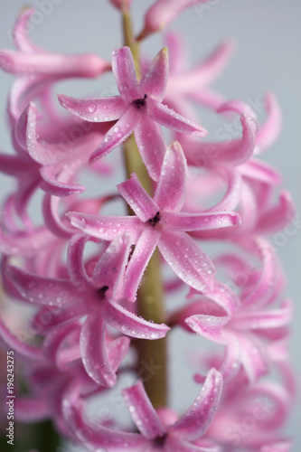 Fototapeta Naklejka Na Ścianę i Meble -  Close-up of pink hyacinth petals with delicate water droplets. Concept of: Floral freshness.