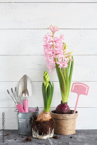 Fototapeta Naklejka Na Ścianę i Meble -  Pink hyacinth plants and garden tools on a white wooden background suggests gardening in springtime. Concept of: Blossoming beginnings.