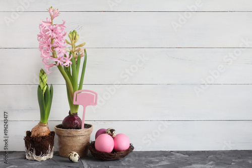 Fototapeta Naklejka Na Ścianę i Meble -  Two hyacinth plants and a nest of pink Easter eggs adorn a white wooden surface. Concept of: Evolving springtime. Easter still life. 