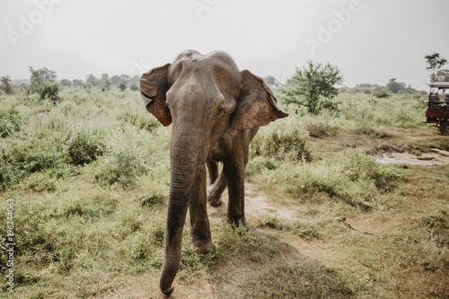 Sri Lankan Safari photo