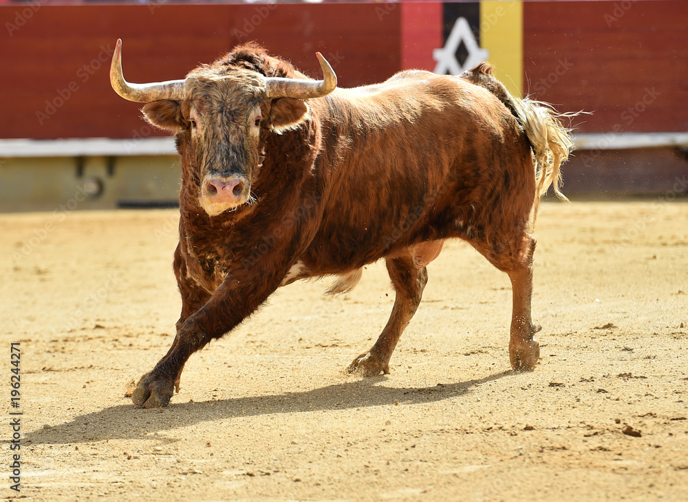 corrida de toros