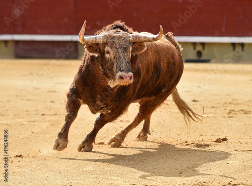 corrida de toros