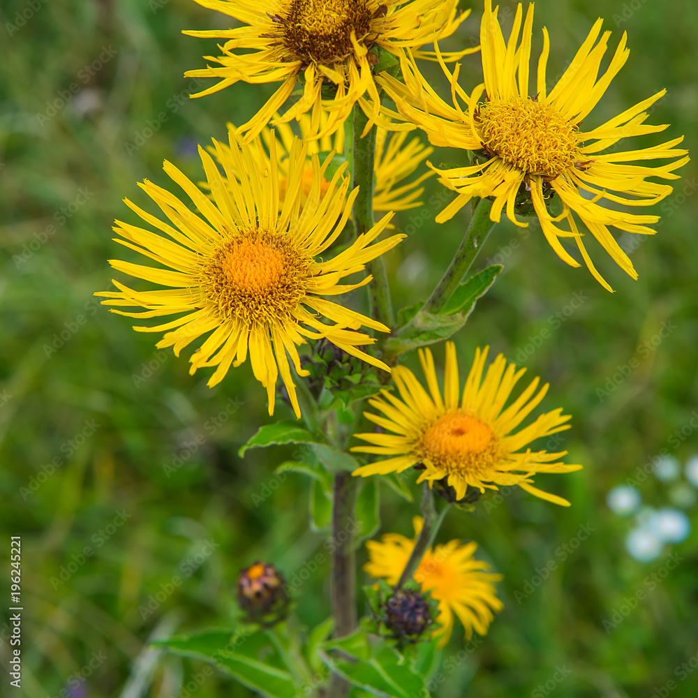 yellow flowers of elecampane on a green background of grass. yellow flowers of elecampane on a green background of grass.