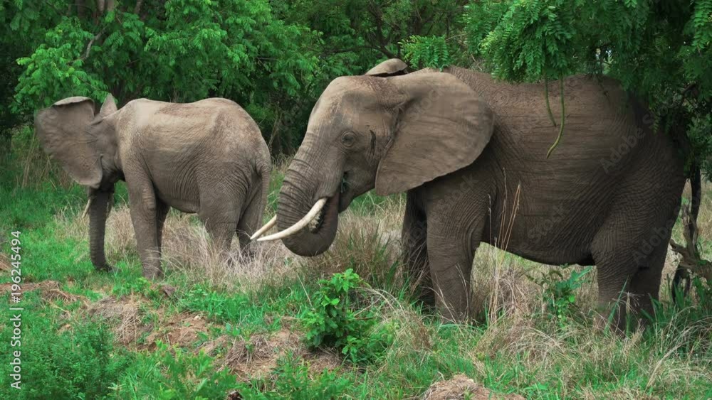 a pair of African elephants eating grass standing in the bushes of African savannah in Mikumi National Park, Tanzania. 4k video. a pair of African elephants eating grass standing in the bushes of African savannah in Mikumi National Park, Tanzania. 4k video.