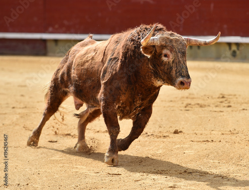 corrida de toros