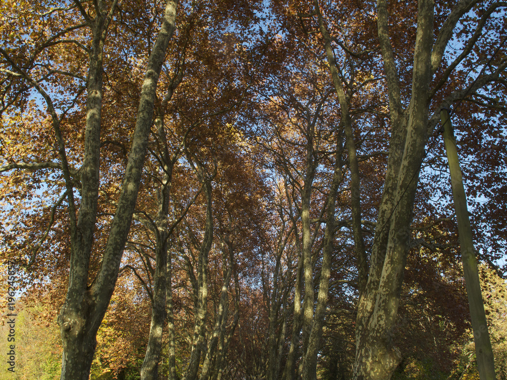Forêt magique Forêt magique