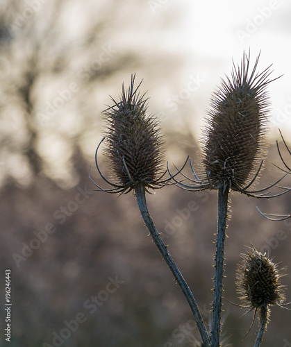 Wintry teazles photo