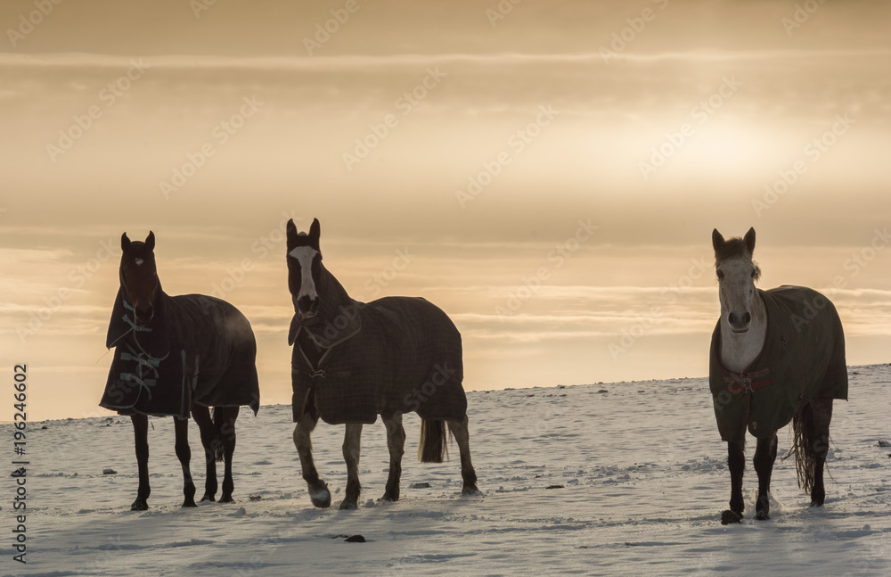 Winter horses Winter horses