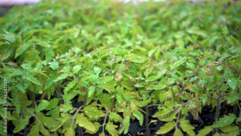 Closeup slide to the right of starter tomato plants in plastic flats. Closeup slide to the right of starter tomato plants in plastic flats.
