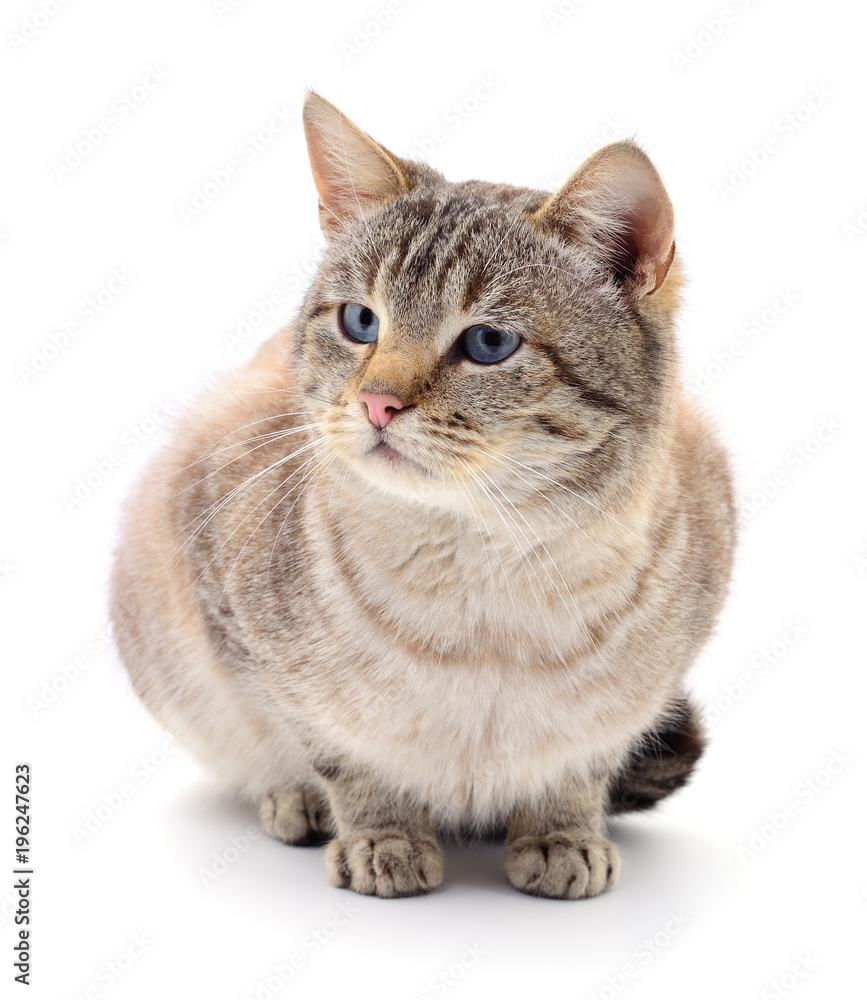 Cat on a white background Cat on a white background