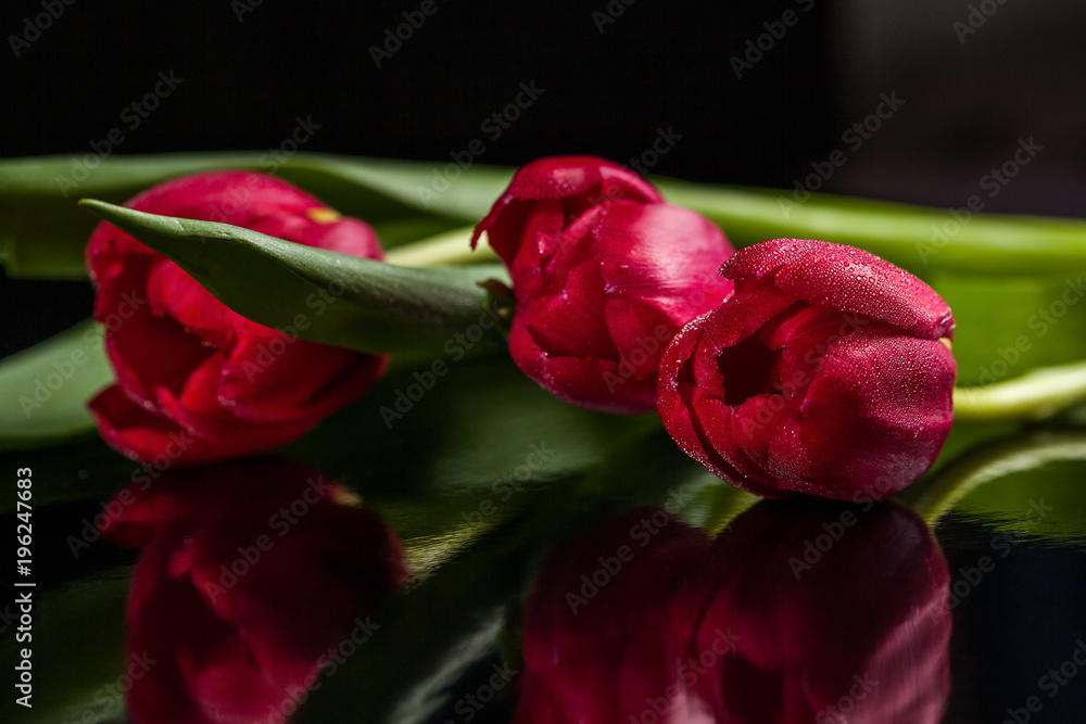 red tulips on a black glossy background red tulips on a black glossy background