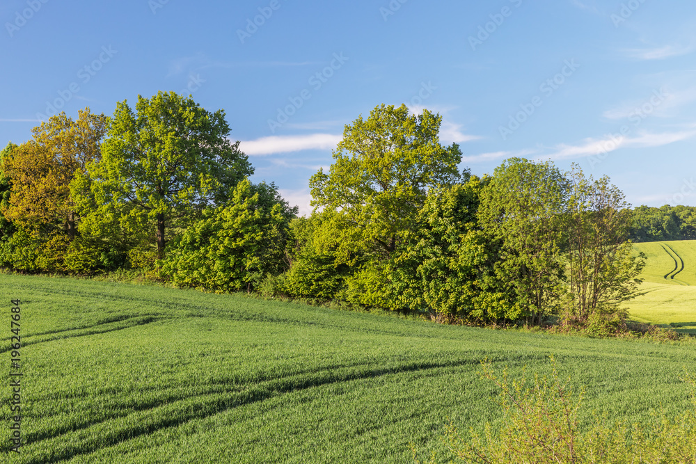Weizenfeld mit Knick (Wallhecke) aus Bäumen und Sträuchern und Gerstenfeld im Hintergrund in der Holsteinischen Schweiz in Schleswig-Holstein