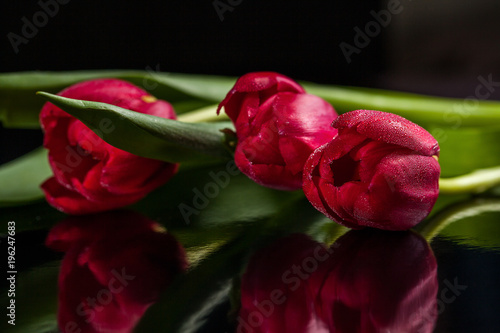 red tulips on a black glossy background