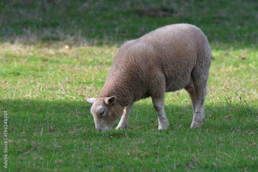Sheep grazing on a grass meadow 