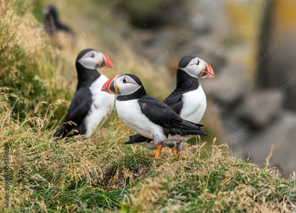 Fototapeta premium The Atlantic puffin, also known as the common puffin