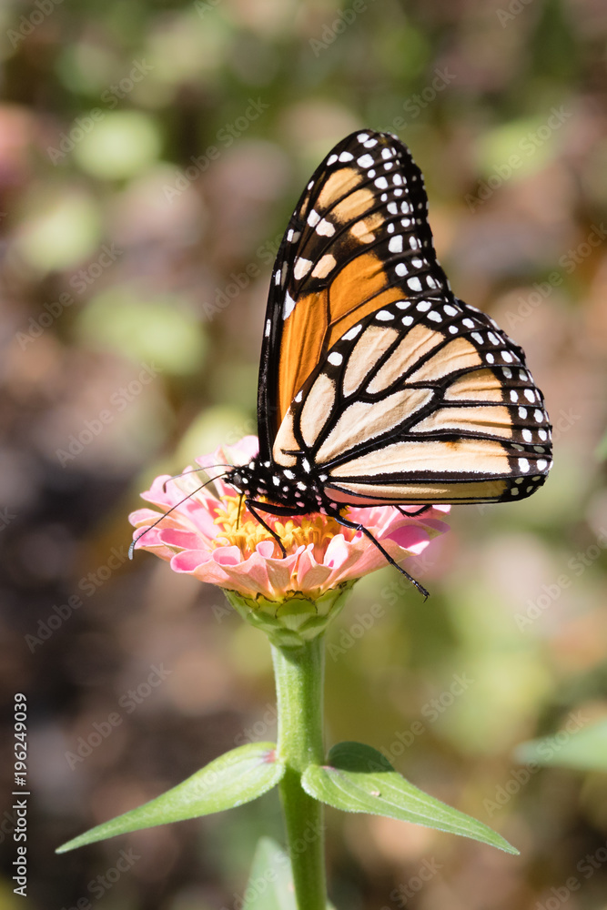 Obraz premium Monarch Butterfly (Danaus plexippus) feeding on a pink flower with proboscis extended and one leg extended backwards off of the flower in profile.