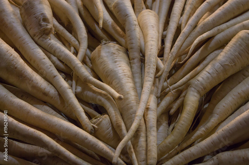 Closeup of white turnip view from top. Background texture. © Whales Factory