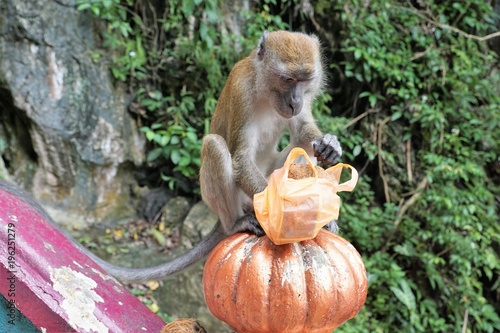 Photography Affe mit einer Plastiktüte in Batu caves in kuala lumpur