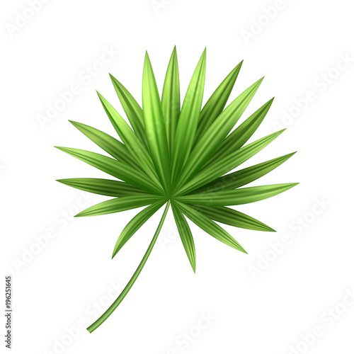 Vector 3d tropical palm leaf exotic vacation