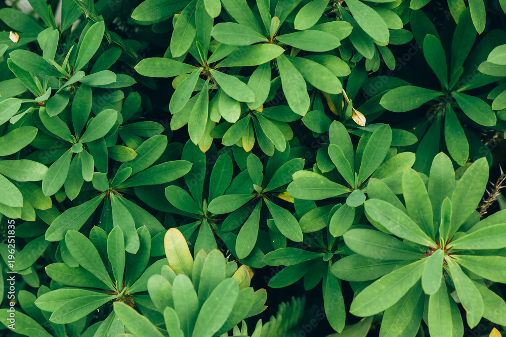 Tropical leaves texture background, dark green foliage Tropical leaves texture background, dark green foliage