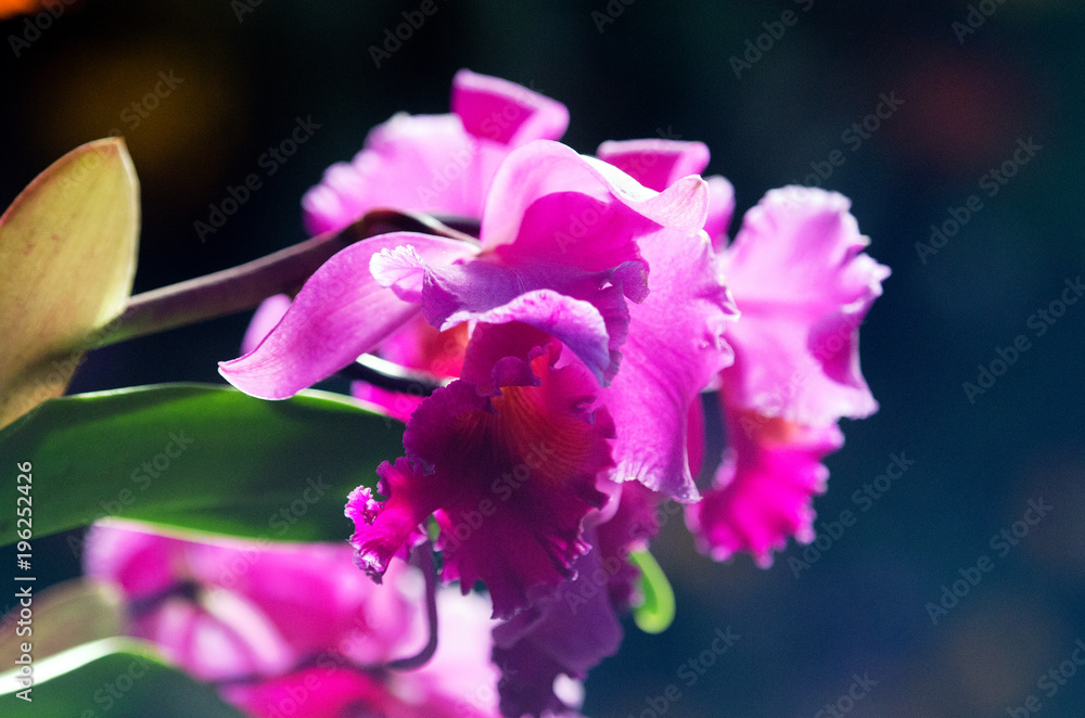 Obraz premium flower
