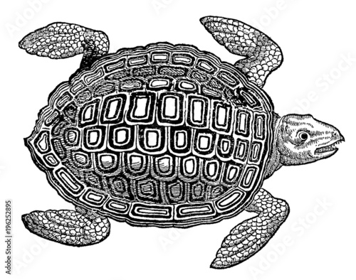 Marine sea turtle in top view (after a historical woodcut, illustration from the 16th century)
