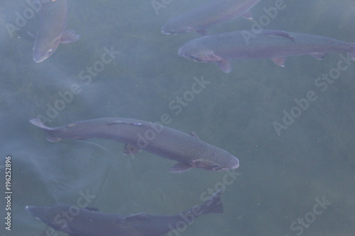 trout in water