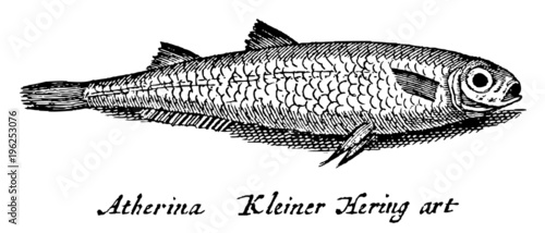 Dead herring fish lying on its side. Illustration after antique engraving from the 19th century