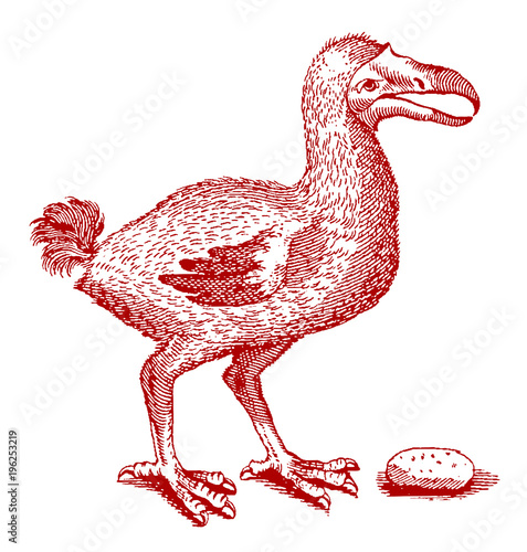 Extinct dodo raphus cucullatus in front of egg or gizzard stone. Red colored illustration after antique woodcut from 17th century