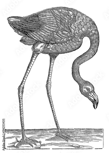 Foraging flamingo (after a historical woodcut, illustration from the 16th century)