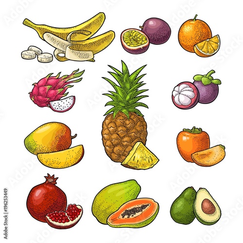 Set fruits. Vector color hand drawn vintage engraving