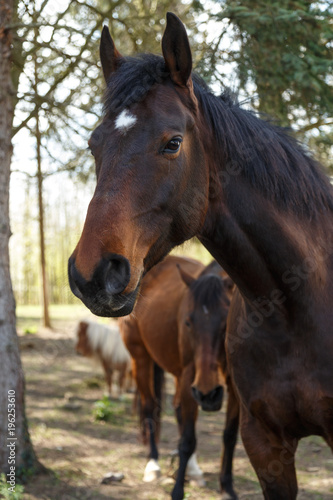 Pferdeblick © Nadine Haase