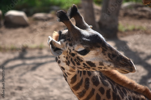 Foto Awesome photo of a wild giraffe's face