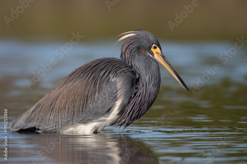 Tri-colored heron closely watching the water in search of a meal