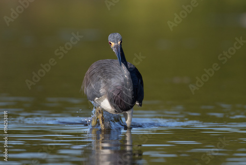 Little blue heron on the run in the shallow water