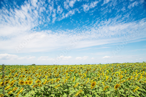 Landscape of sunflower field with a beautiful blue sky