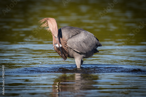 Reddish egret in search of a meal in the shallow waters of the lagoon