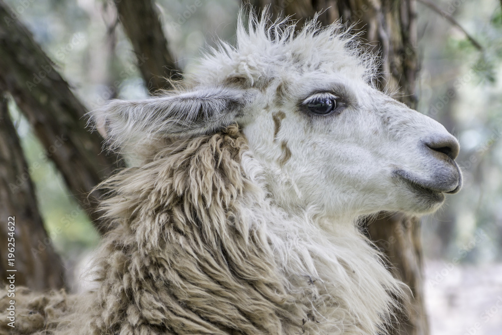 Alpaca in the Peruvian Andes