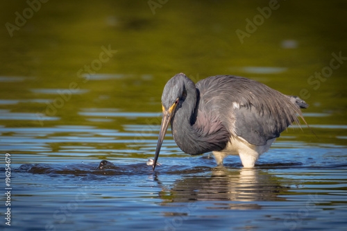 Tri-colored Heron in search of a meal in the shallow waters of the lagoon