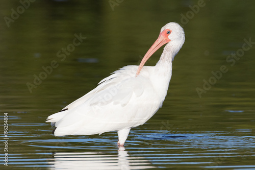 White ibis preening in the shallow waters of the lagoon