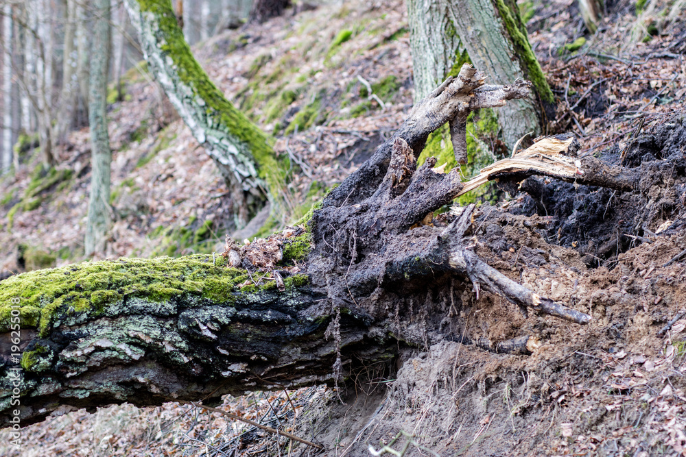 Old mossy tree trunk. Deciduous tree stand in Poland. Old mossy tree trunk. Deciduous tree stand in Poland.