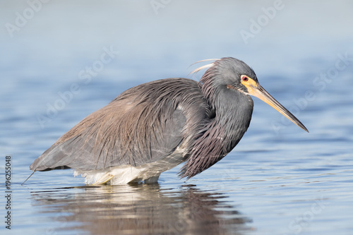 Tri-colored heron in search of a meal