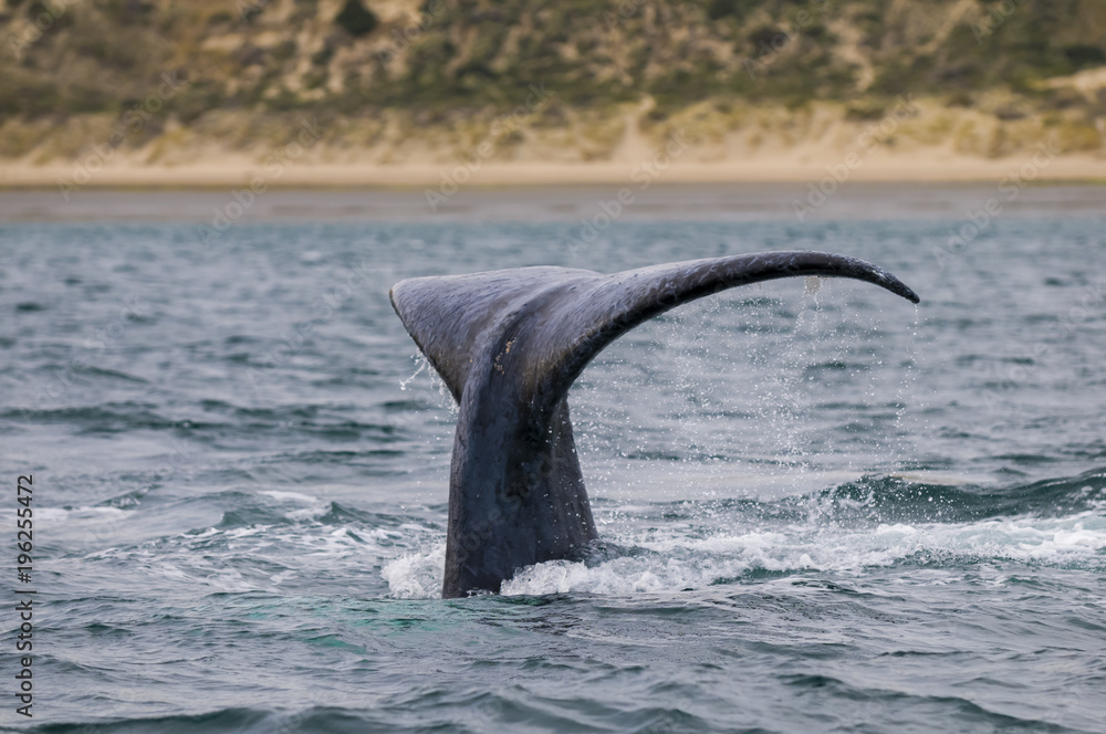 Naklejka premium Southern Right Whale tail, Patagonia, Argentina