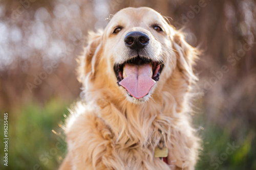 Happy golden retriever portrait with his tongue sticking out