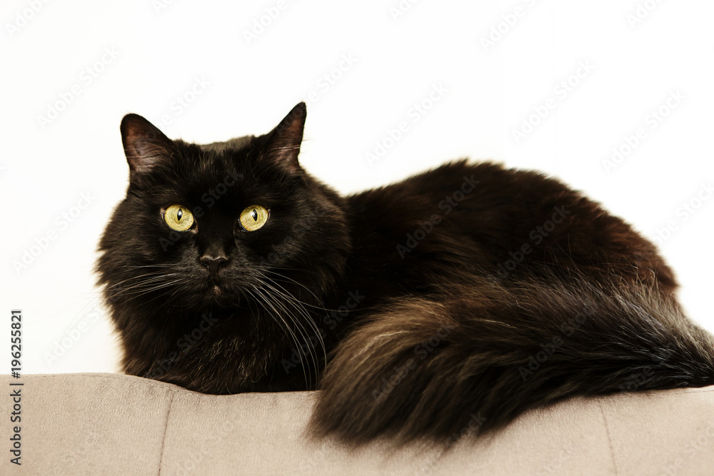 Fluffy black cat portrait
