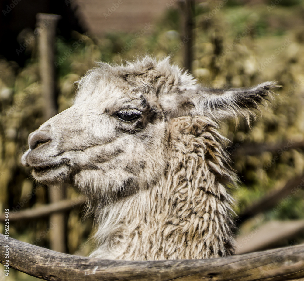 Portrait of a llama in Pisac, Peru