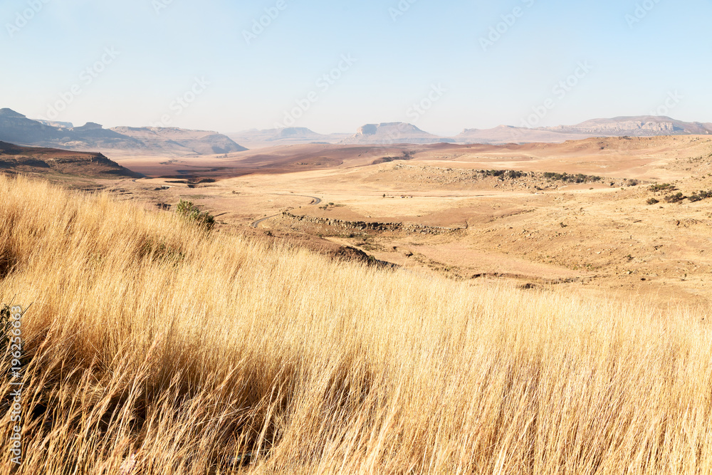 in south africa land bush and tree in south africa land bush and tree