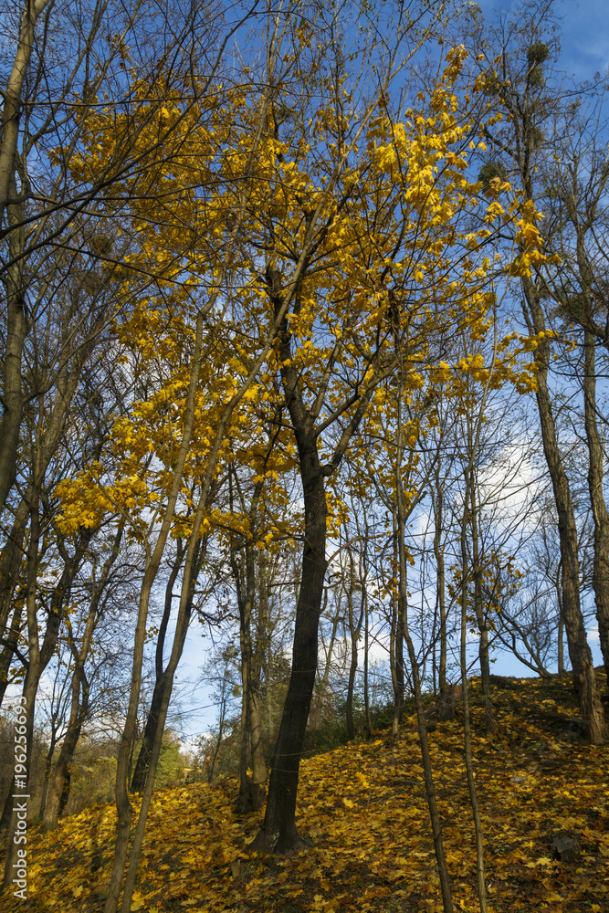 Obraz premium Beautiful trees set against the blue sky. Sunset at the autumn
