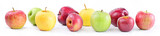 Apple varieties: annurca, stark delicious, fuji, granny smith, golden delicious, royal gala